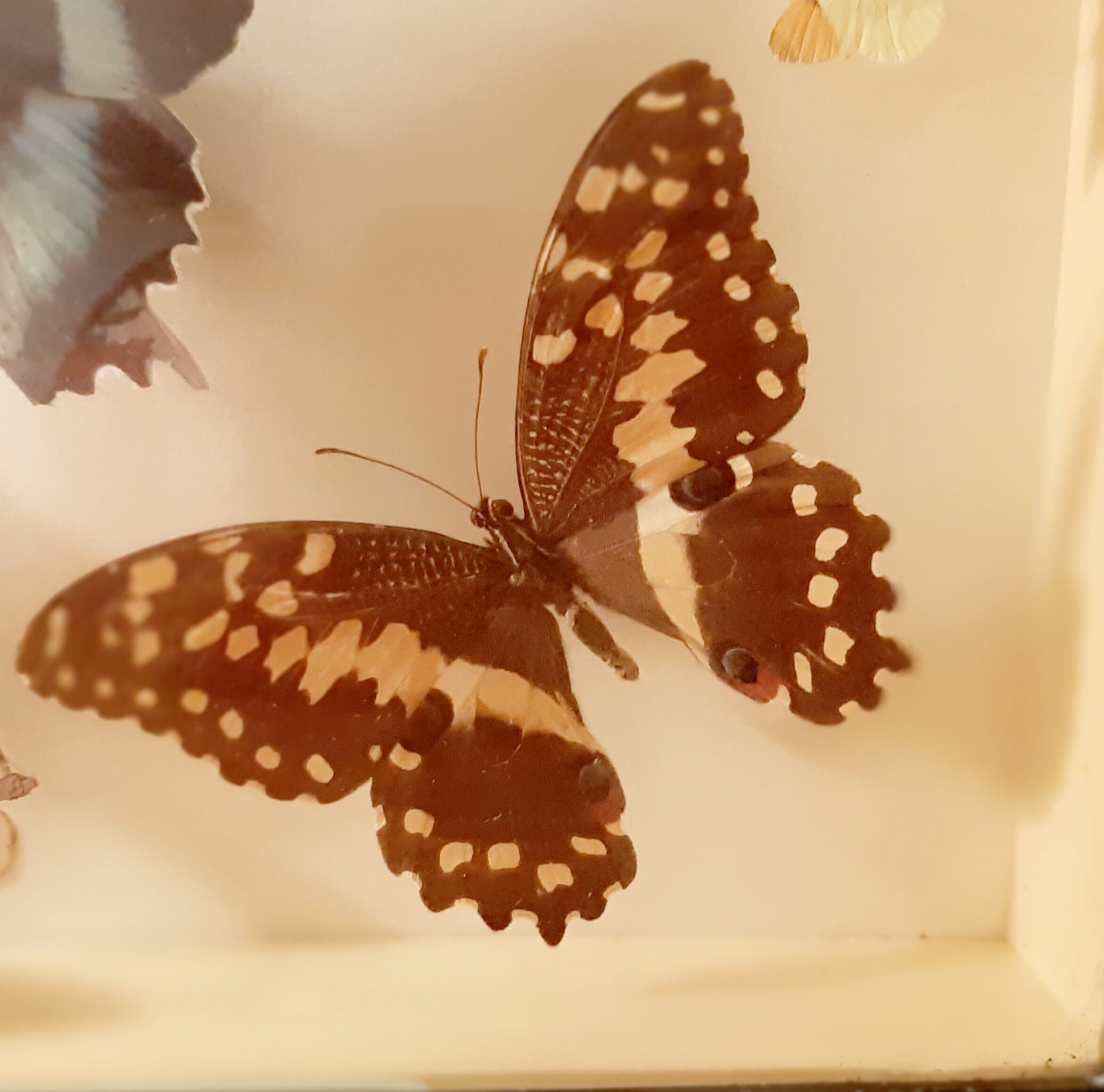 Set of butterflies framed under glass