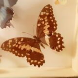 Ensemble de papillons encadrés sous verre