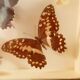 Set of butterflies framed under glass