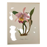 Watercolor of the orchid of Central and South America - 1960