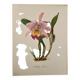 Watercolor of the orchid of Central and South America - 1960