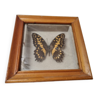 Stuffed black and yellow butterfly, 1970