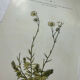 Old botanical plate of French flowers, double-sided.