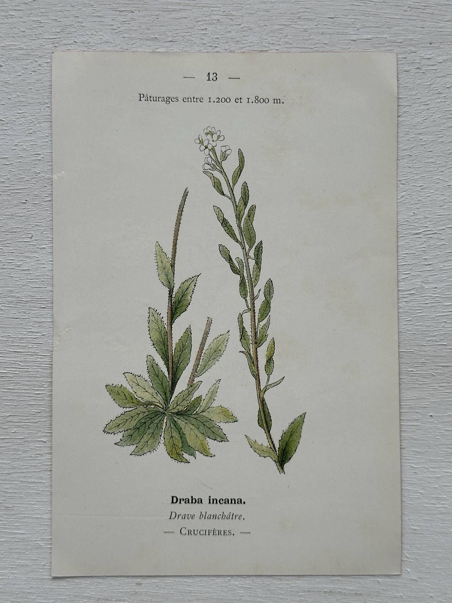 Botanical Plate 1800 Old Naturalist Engraving 19th Century Double-Sided