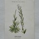 Botanical Plate 1800 Old Naturalist Engraving 19th Century Double-Sided