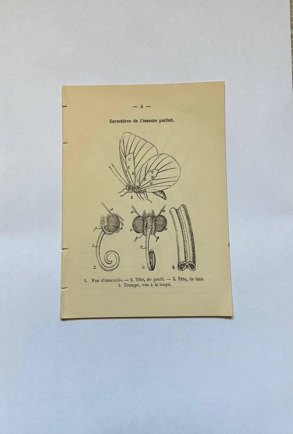 Botanical engraving butterflies double-sided naturalist plate Etching