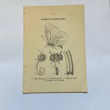 Botanical engraving butterflies double-sided naturalist plate Etching