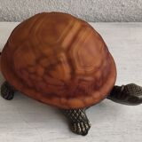 Night light turtle to pose