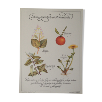 Affiche botanique tisane apéritive et stimulante