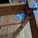 Set of six chairs Maison Regain 1970s/80s