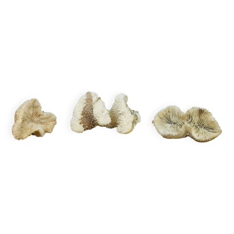 3 old white corals, coral