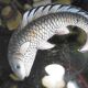 Set of 5 old plate in e emaille glass or hand-painted old fish decoration