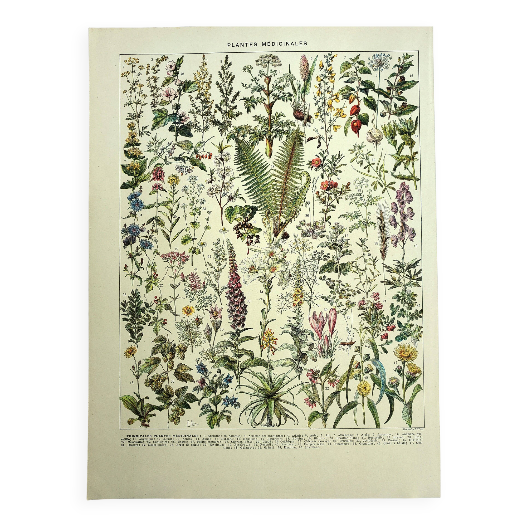Botanical plate 1928 A. Millot - Medicinal plants 1, herbalism