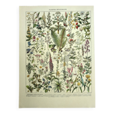Planche botanique 1928 A. Millot - Plantes médicinales 1, herboristerie