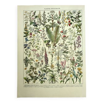 Botanical plate 1928 A. Millot - Medicinal plants 1, herbalism