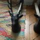 Pair of vintage deer head andirons