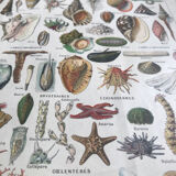 Original educational board of shells