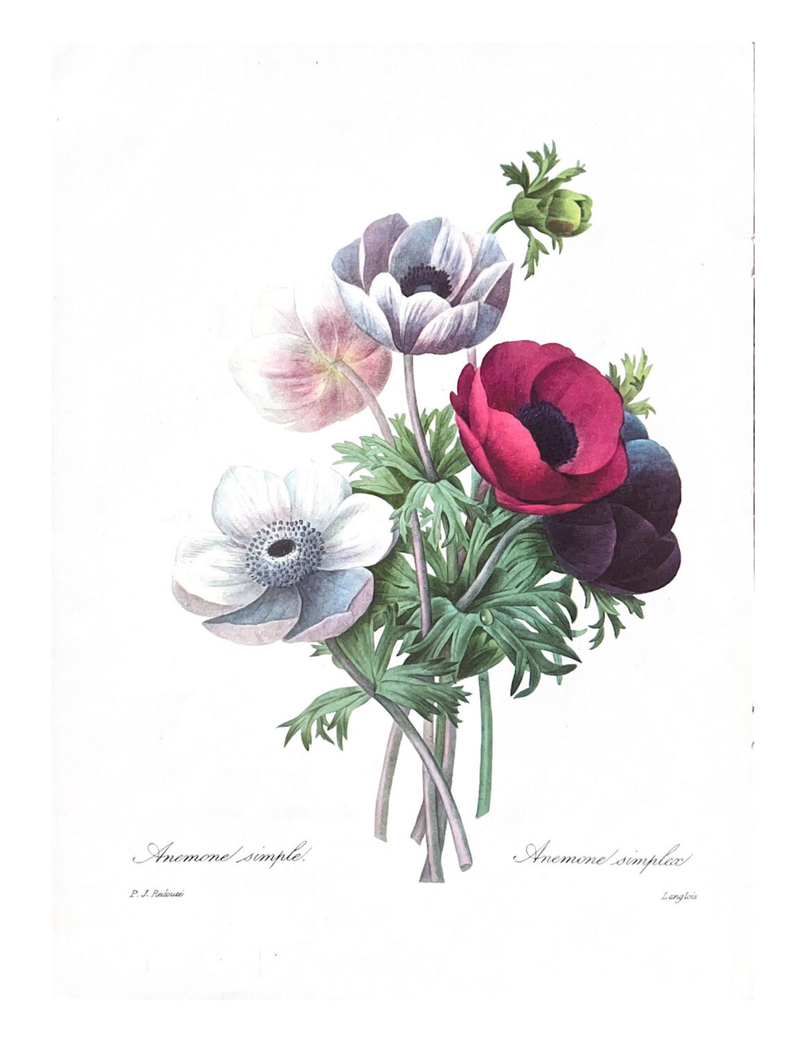 The bouquets of spring - PJ Redouté