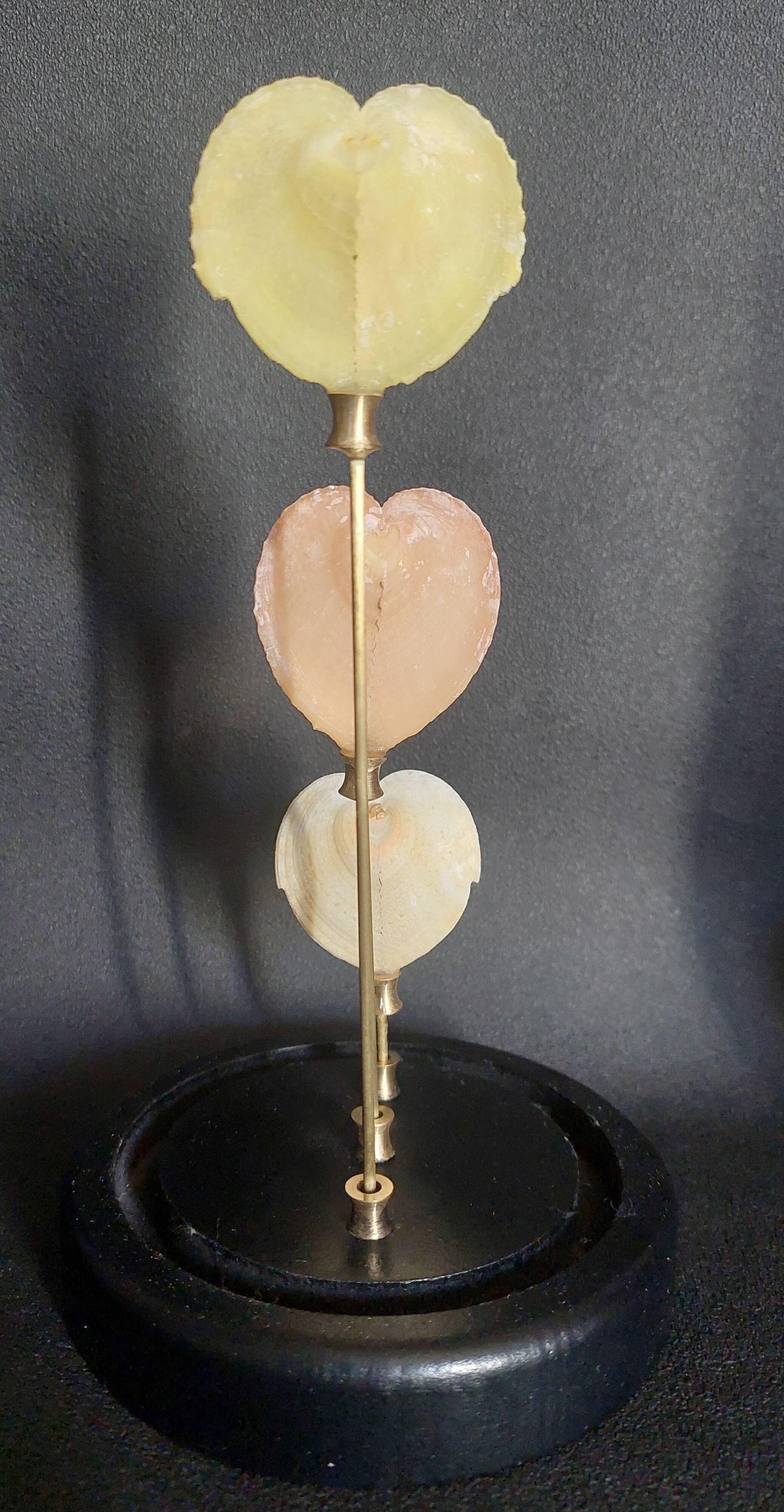 Curiosity cabinet globe with Venus heart shells corculum cardiss