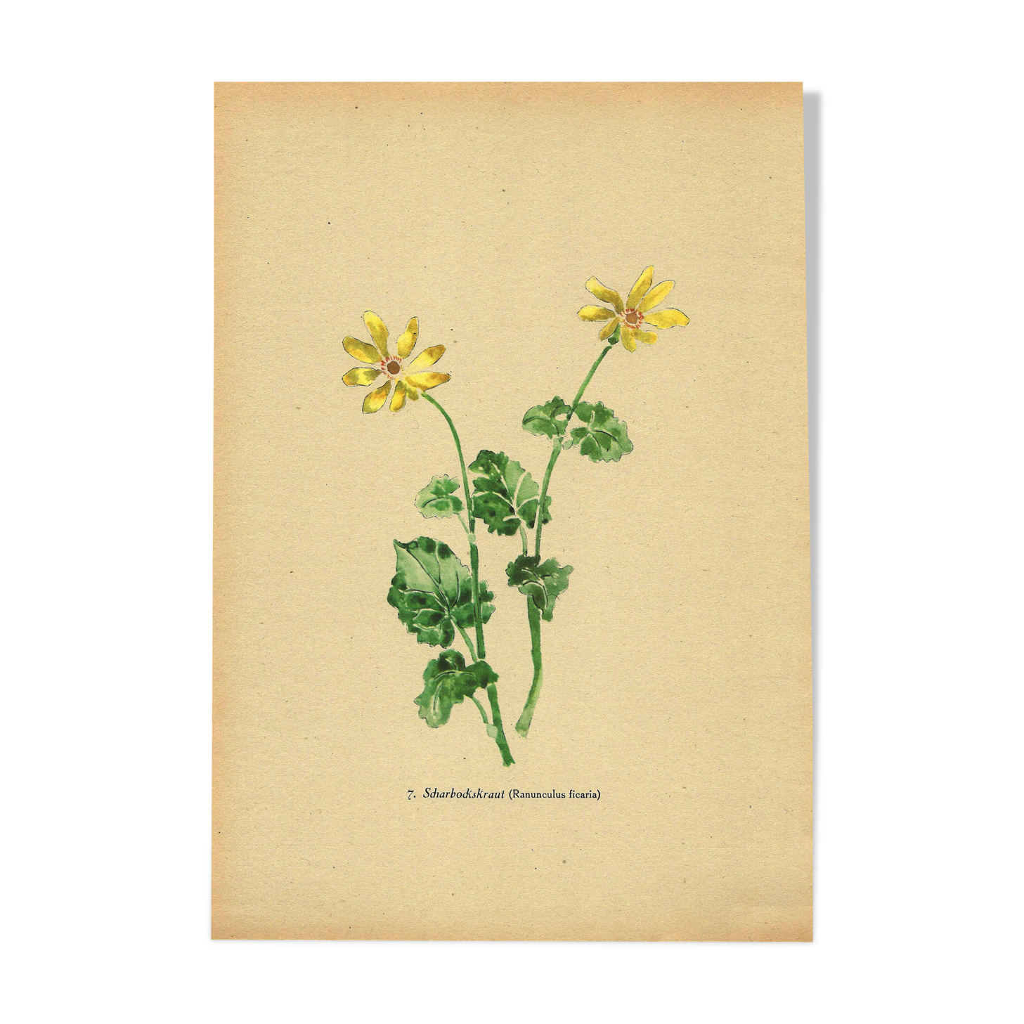 Illustration ancienne 1948 - Ficaire par Strache - Planche fleur vintage