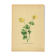 Illustration ancienne 1948 - Ficaire par Strache - Planche fleur vintage