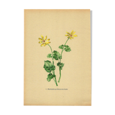 Old illustration 1948 - Buttercup by Strache - Vintage flower plate