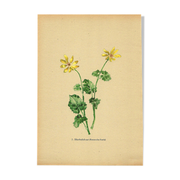 Illustration ancienne 1948 - Ficaire par Strache - Planche fleur vintage