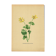 Illustration ancienne 1948 - Ficaire par Strache - Planche fleur vintage