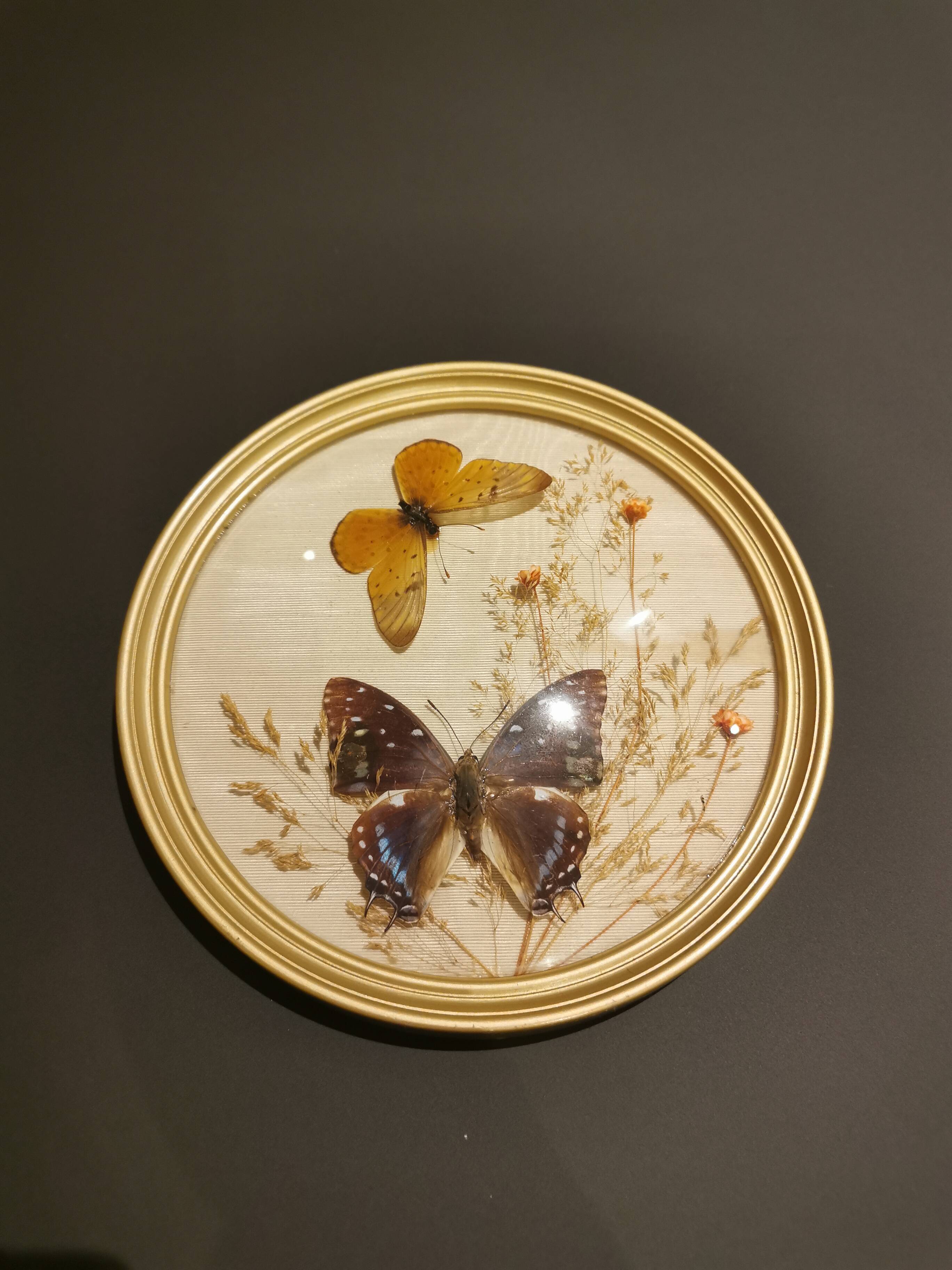 Naturalized butterfly