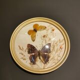 Naturalized butterfly