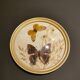 Naturalized butterfly