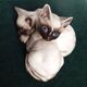 Pair of Siamese kittens in English porcelain from Beswick