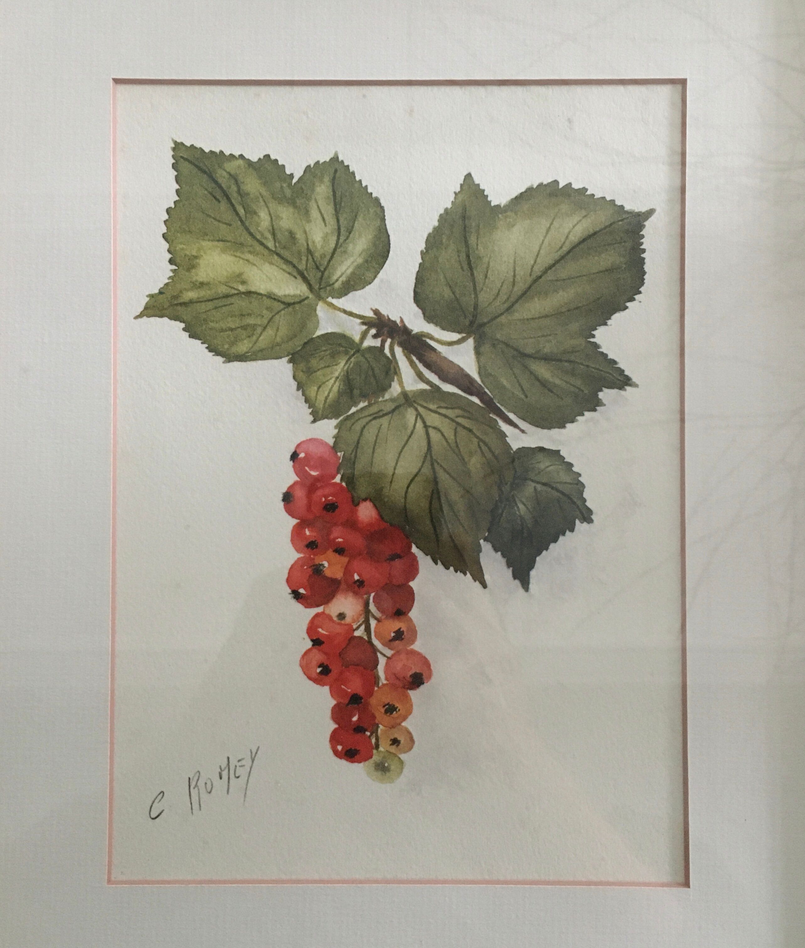 Aquarelle grappe de groseilles