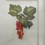 Aquarelle grappe de groseilles