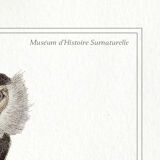 2 Chimeras lithography animal engraving