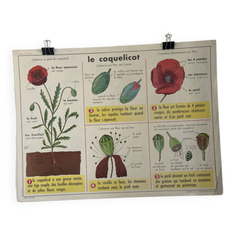 Affiche pédagogique vintage