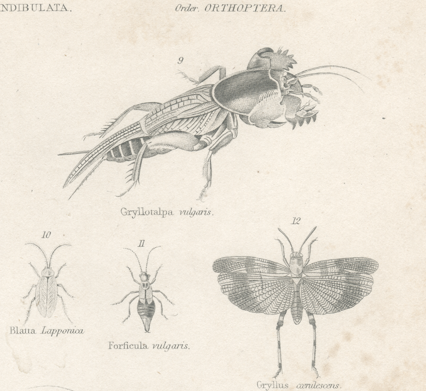 Antique engraving on entomology, XIXe