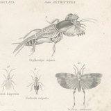 Antique engraving on entomology, XIXe