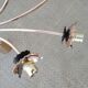 Chandelier supension gilded brass and glass years 50-60