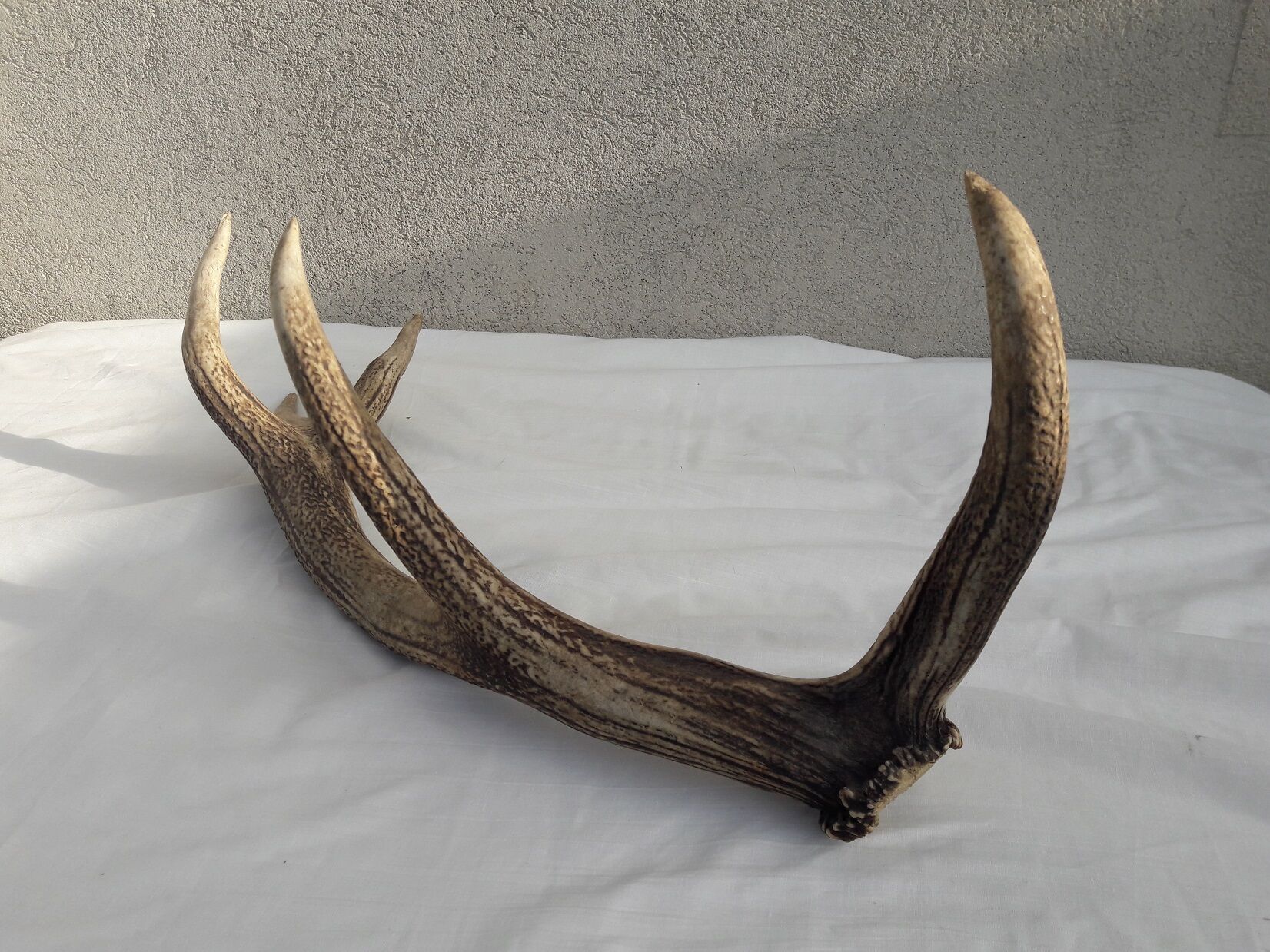 Deer antlers