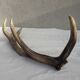 Deer antlers