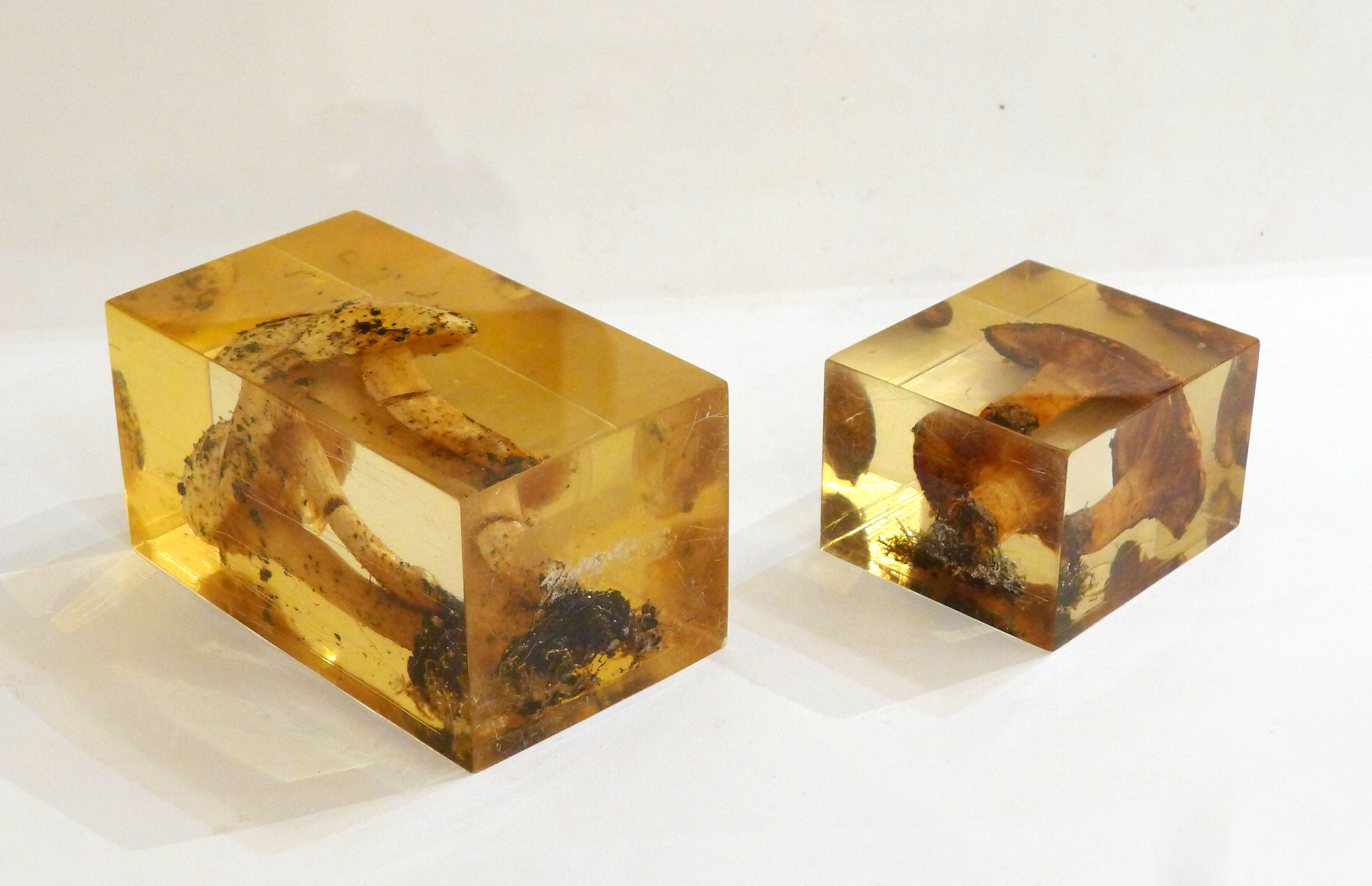 2 inclusions resin Mushrooms