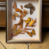 Butterfly frame