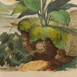 Vintage animal engraving - Buffon 1850