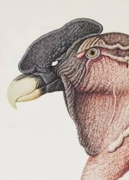 Bestiary plates from the Natural History Museum The condor