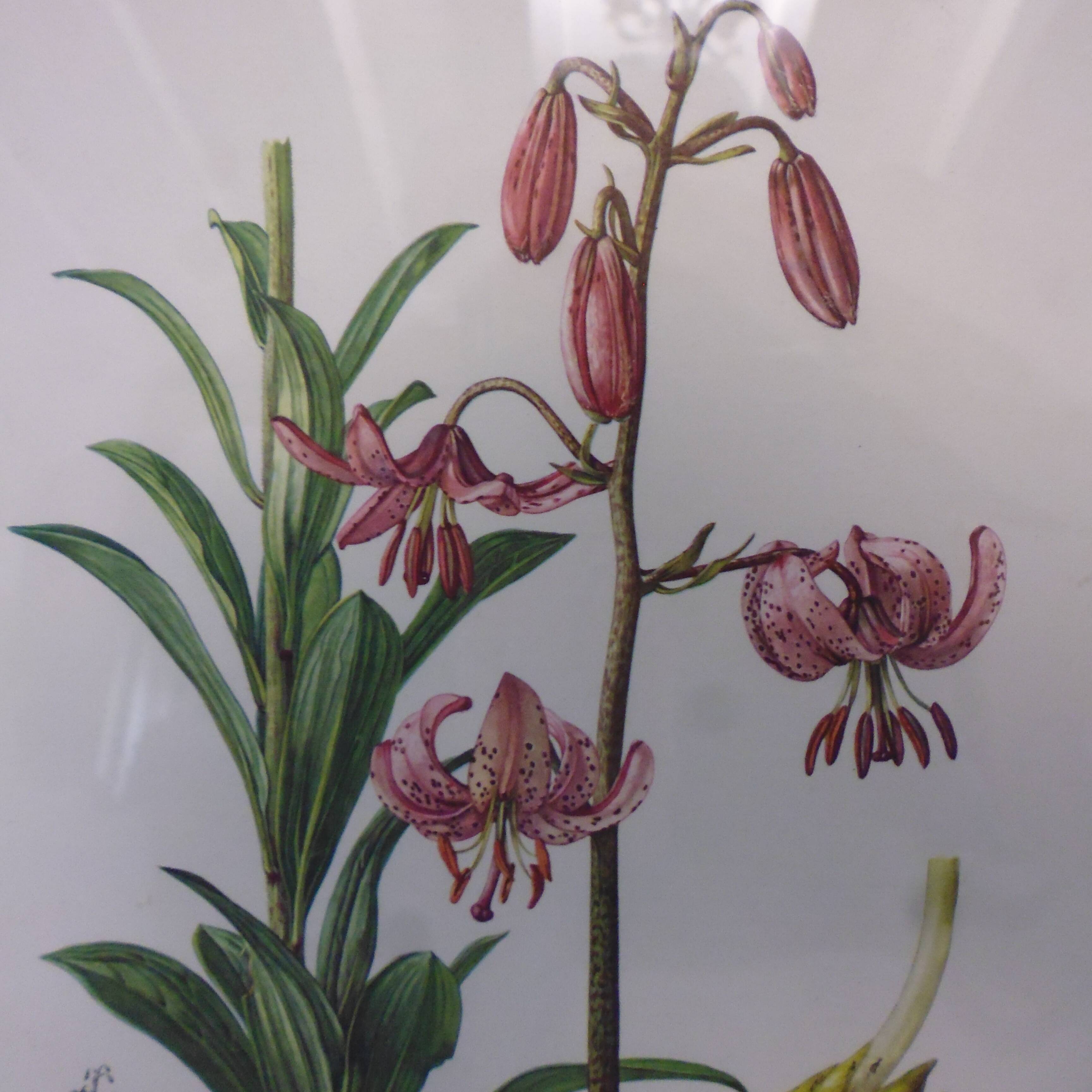 3 pink flower planks framed cyclamen, woolly ciss, lilies
