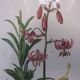 3 pink flower planks framed cyclamen, woolly ciss, lilies