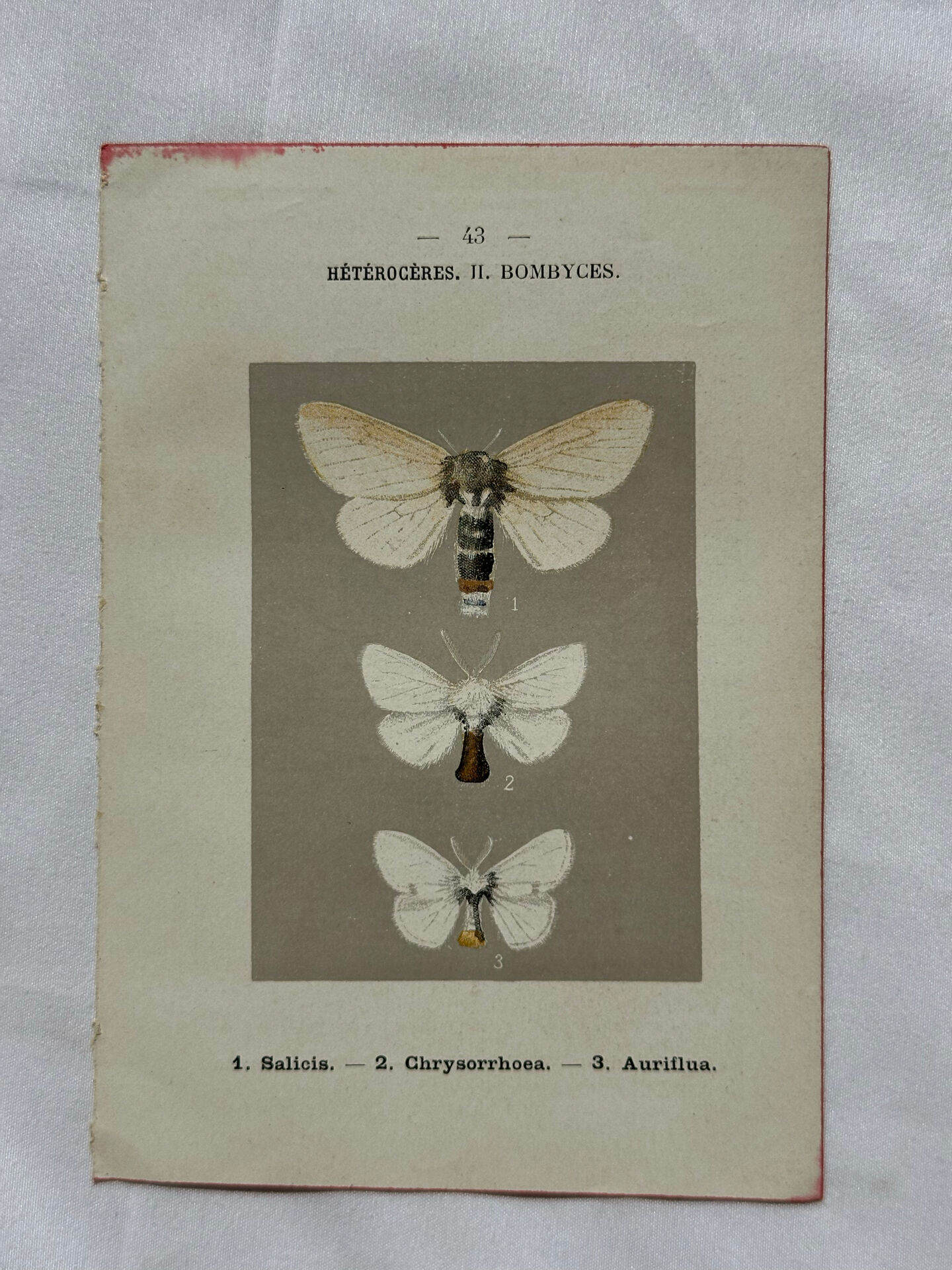 Botanical Plate 1800 Old naturalist engraving 19th century double-sided