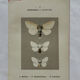 Botanical Plate 1800 Old naturalist engraving 19th century double-sided
