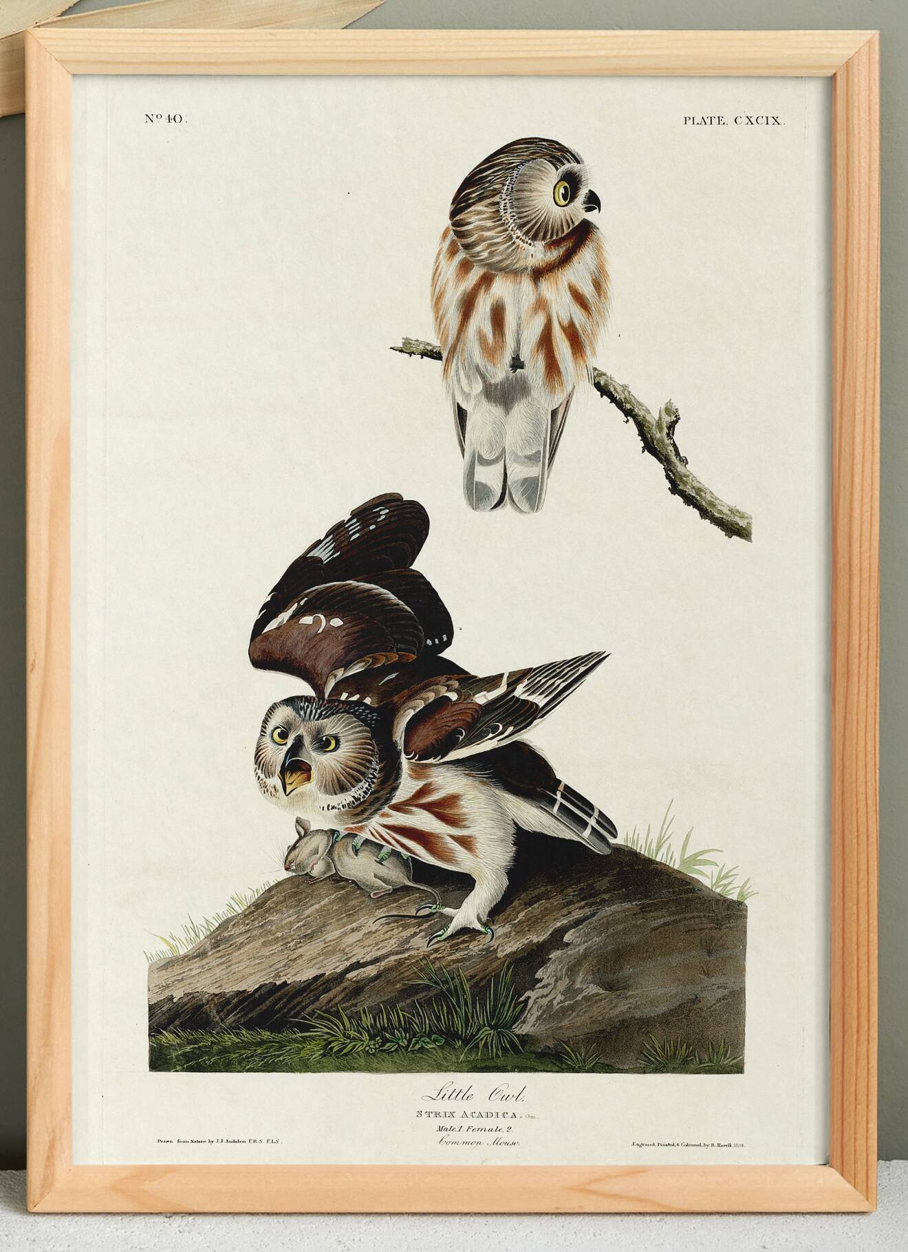 Affiche sur la Chevêchette d’Amérique, d’après une gravure ancienne de 1827